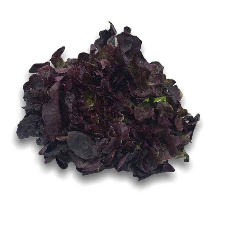Comprar Lechuga hoja roble  online en Mercado 13