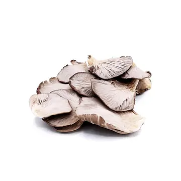 Comprar Seta Cultivada online en Mercado 13