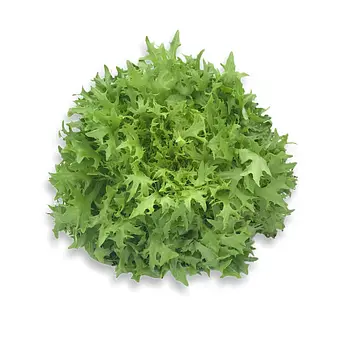 Comprar Escarola online en Mercado 13