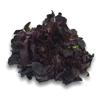Comprar Lechuga hoja roble  online en Mercado 13