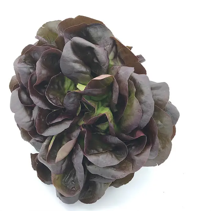 Comprar Lechuga Viva Roja online en Mercado 13