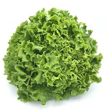 Comprar Lechuga Batavia online en Mercado 13