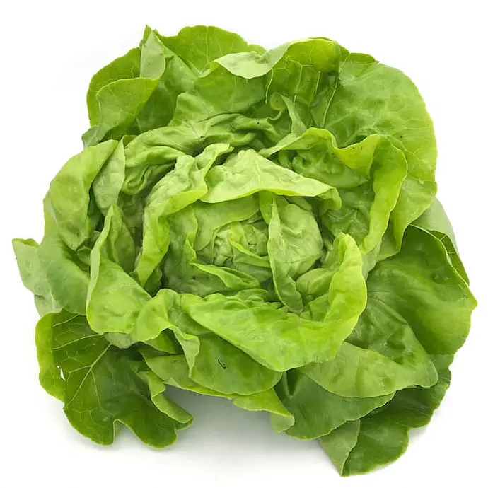 Comprar Lechuga Trocadero online en Mercado 13