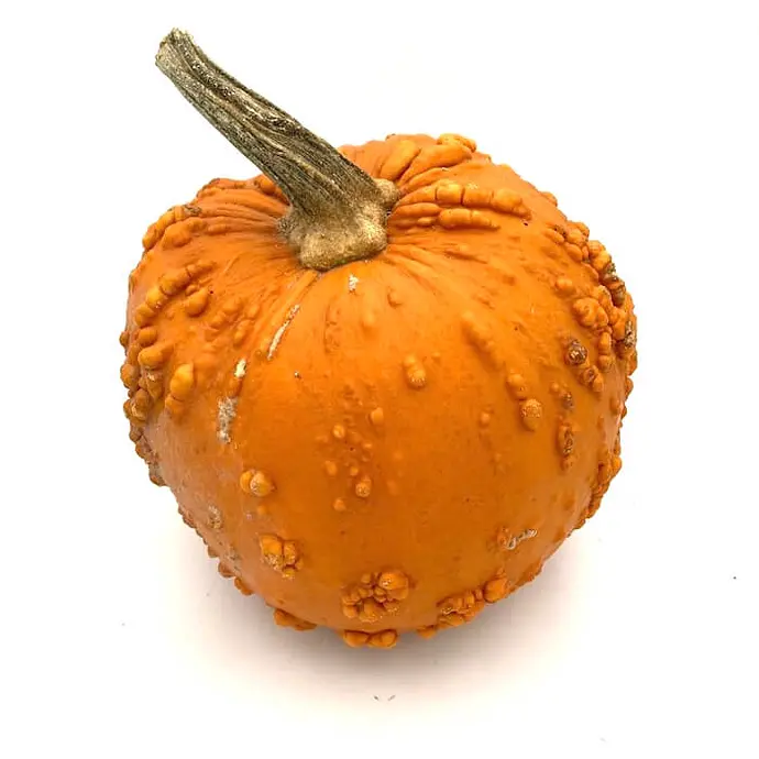 Comprar Calabaza Verrugosa Halloween online en Mercado 13