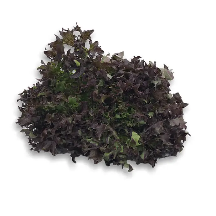 Comprar Escarola Frisee Roja online en Mercado 13