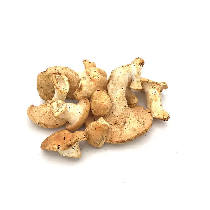 Comprar Seta Lengua de Vaca online en Mercado 13